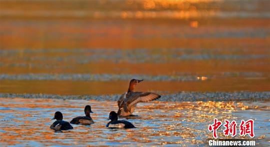 淇河鸟天堂数十种鸟栖息待冬