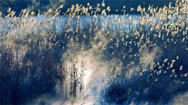 相约初冬芦苇荡之旅