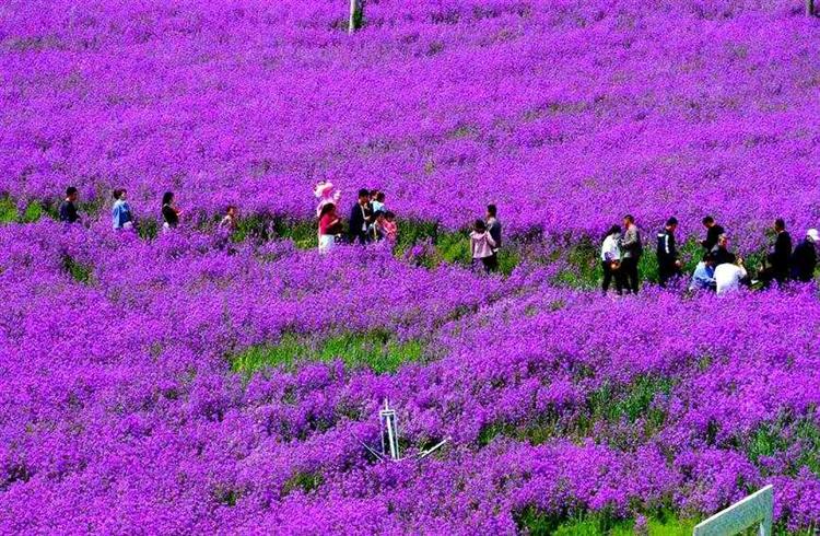 河南驻马店：百亩紫色油菜花海醉游人