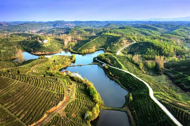 “探中华茶源，品洪山味道”4月26日约你一起走进随州