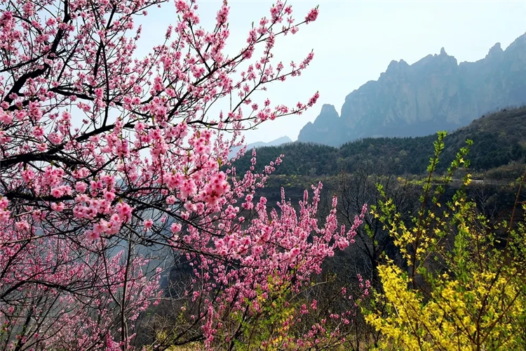 春山可望！“惊蛰之美”在太行